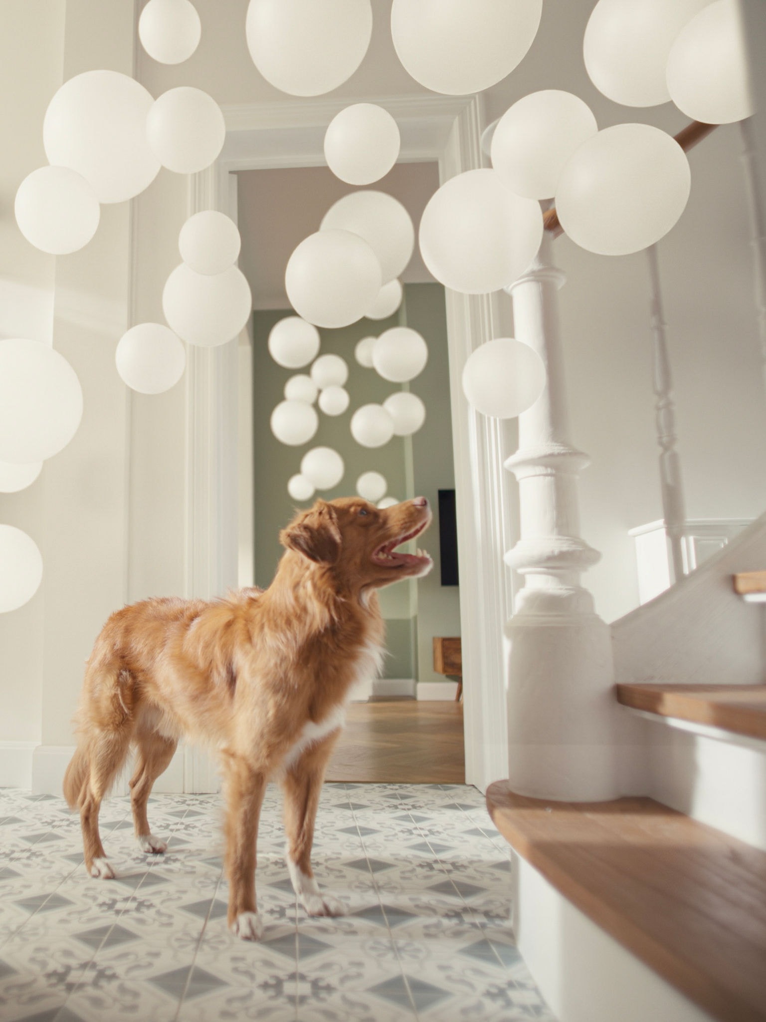 En hund i en gang, hvor en Daikin-luftrenser i nærheden filtrerer dyrehår og lugte fra